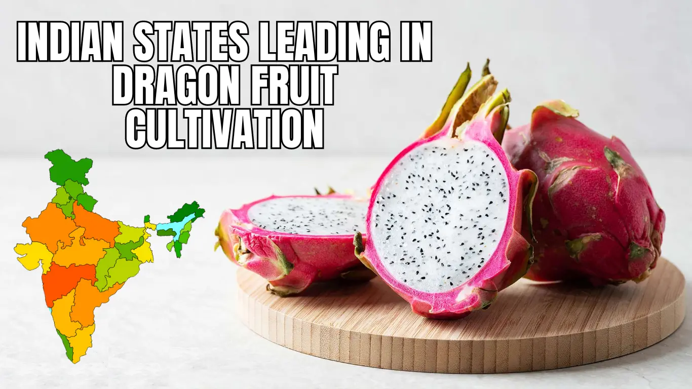 Indian States Leading in Dragon Fruit Cultivation