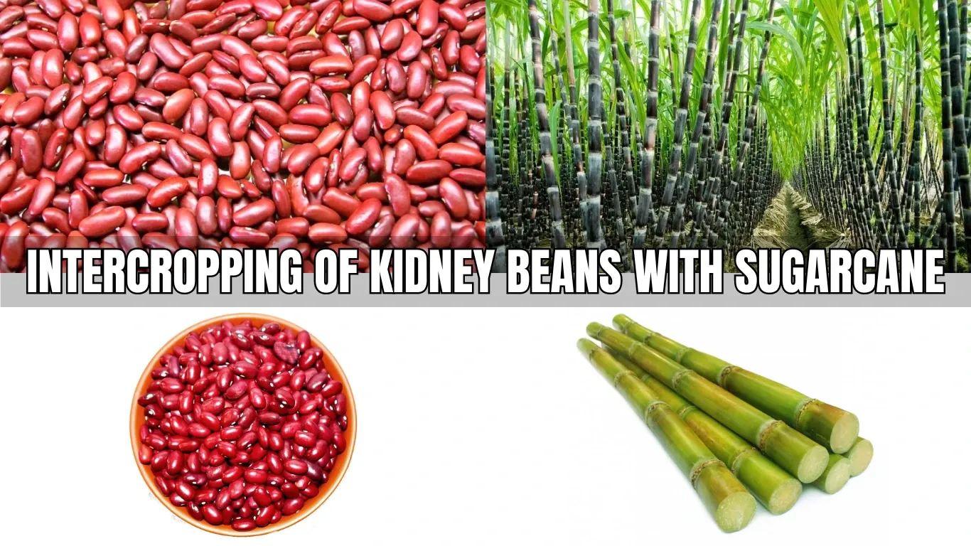 Intercropping of Kidney Beans with Sugarcane