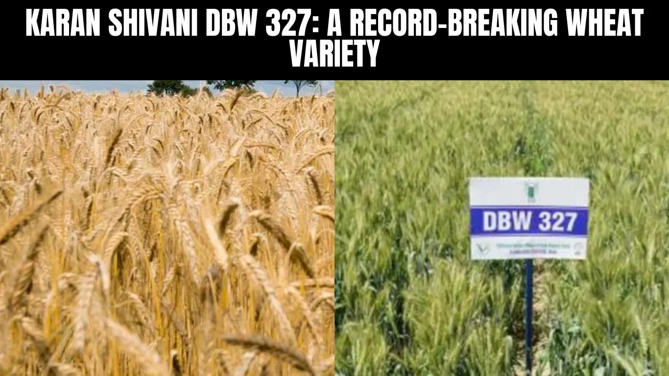 Karan Shivani DBW 327: A Record-Breaking Wheat Variety