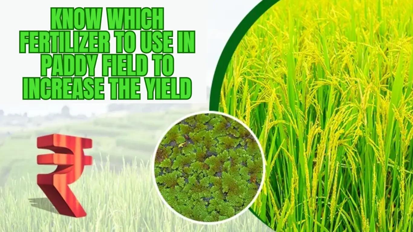 Know Which Fertilizer to use in Paddy Field to Increase the Yield