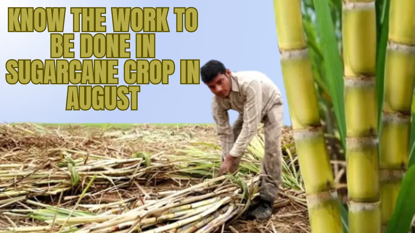 Know the Work to be Done in Sugarcane Crop in August