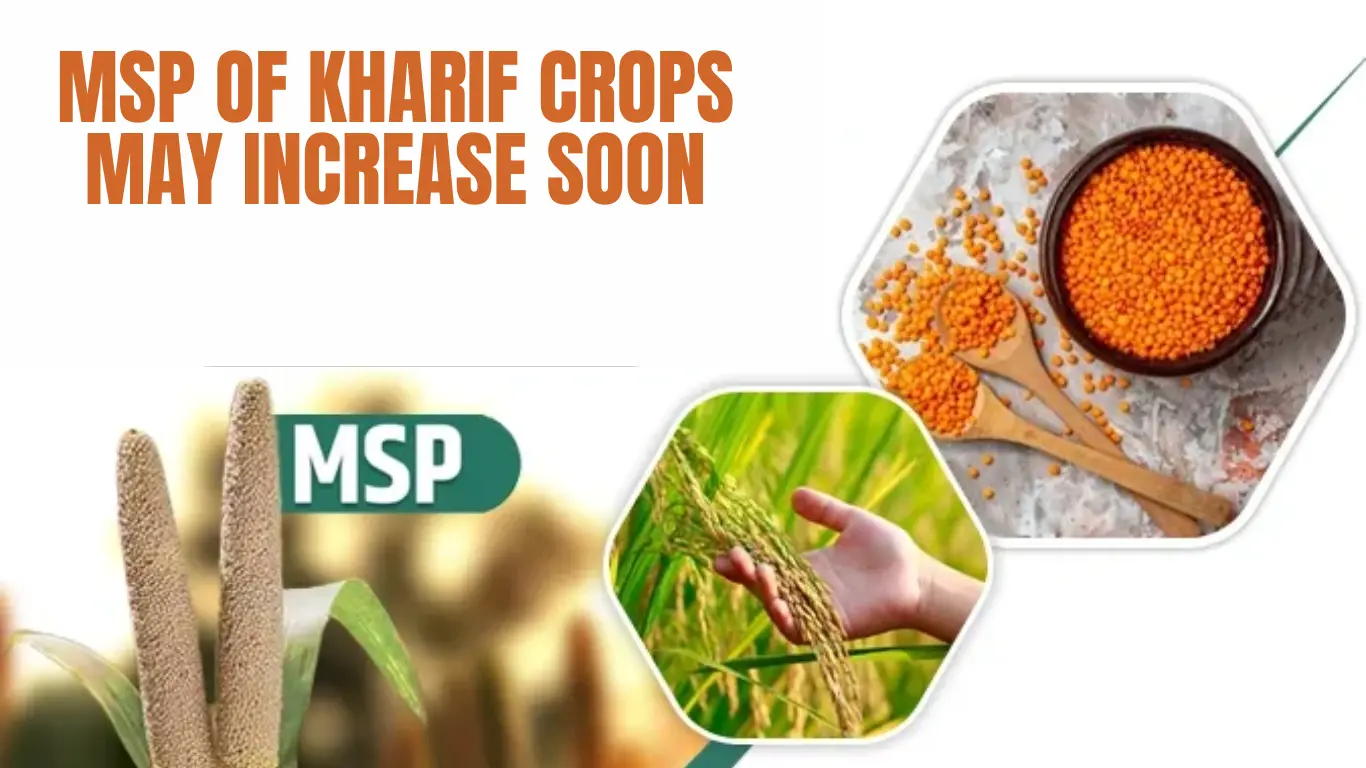 MSP of Kharif Crops May Increase Soon