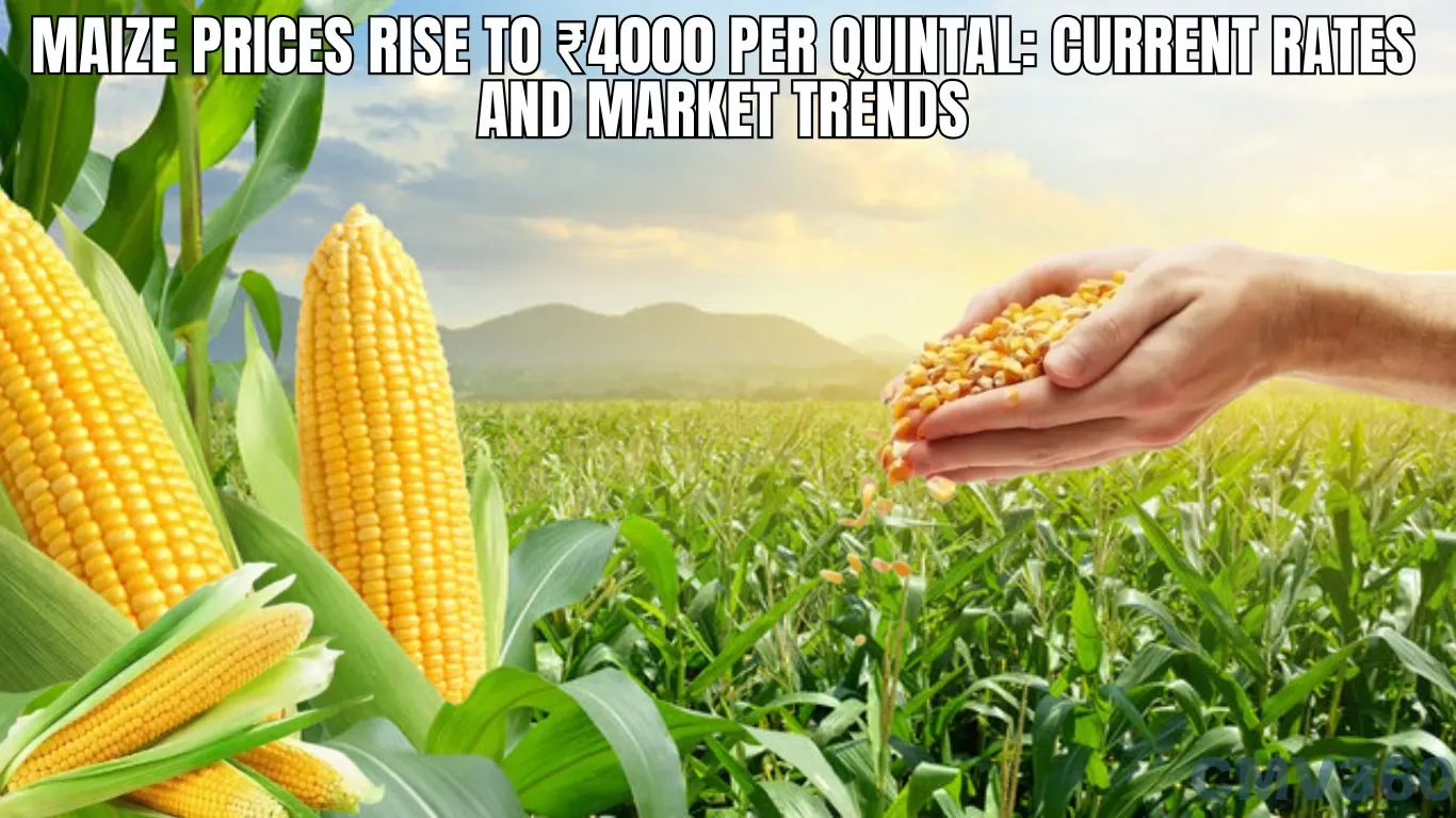 Maize Prices Rise to ₹4000 Per Quintal: Current Rates and Market Trends