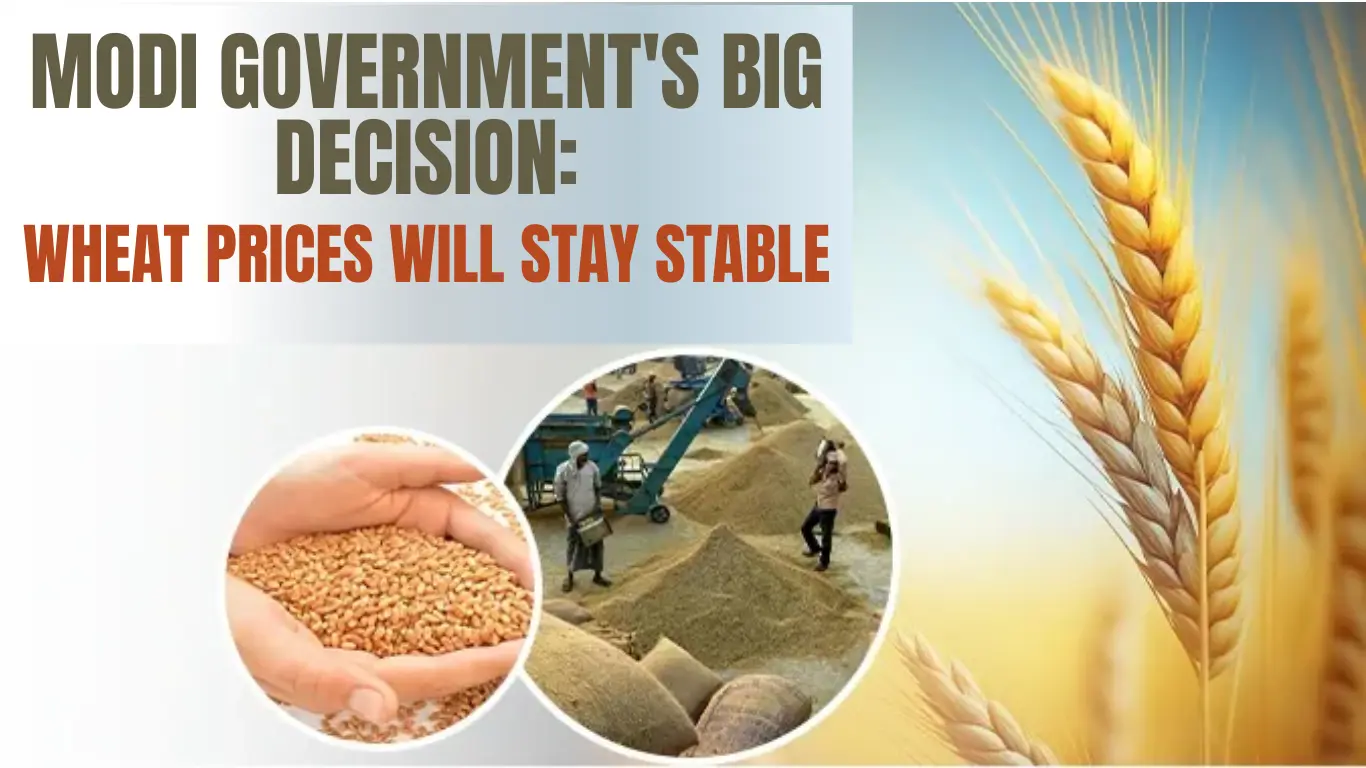 Modi Government's Big Decision: Wheat Prices Will Stay Stable