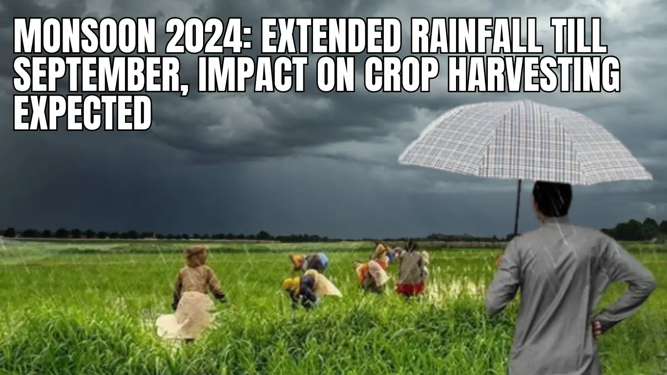 Monsoon 2024: Extended Rainfall Till September, Impact on Crop Harvesting Expected