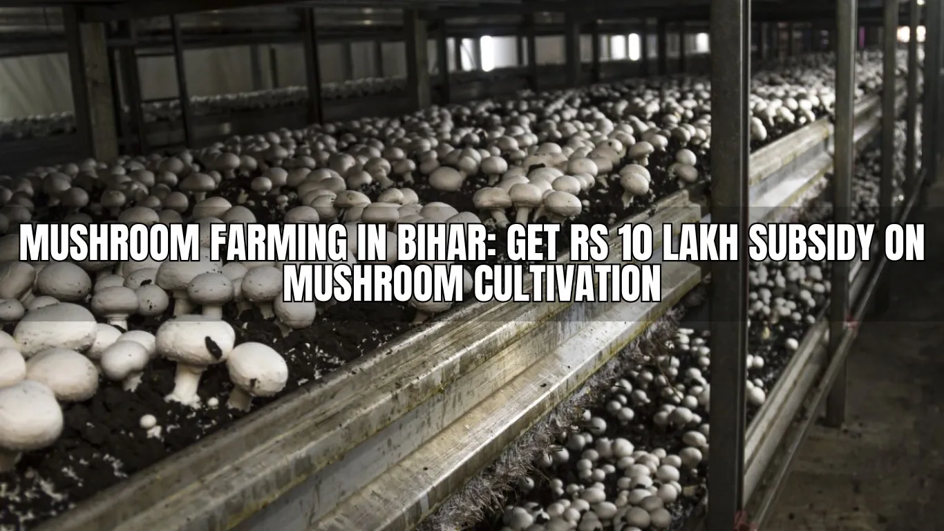 Mushroom Farming in Bihar: Get Rs 10 Lakh Subsidy on Mushroom Cultivation