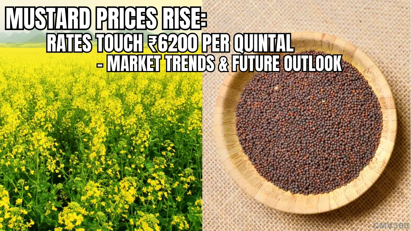 Mustard Prices Rise: Rates Touch ₹6200 Per Quintal – Market Trends & Future Outlook