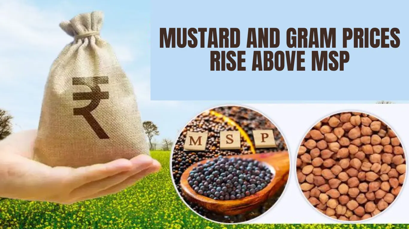 Mustard and Gram Prices Rise Above MSP