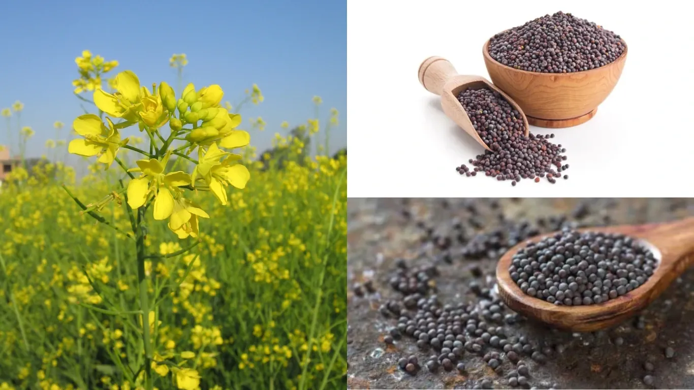 New Mustard Variety "Pusa Mustard 32" Promises High Yield in Just 132 Days