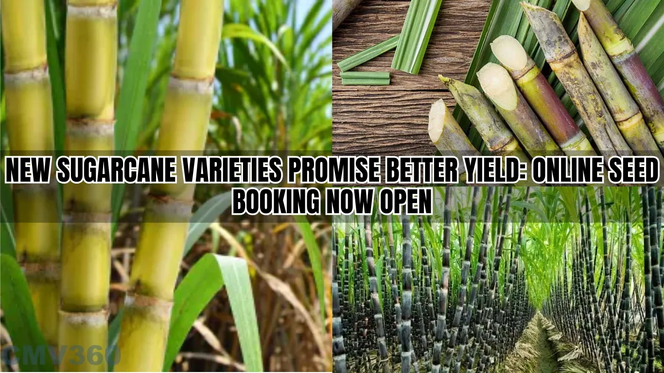 New Sugarcane Varieties Promise Better Yield: Online Seed Booking Now Open