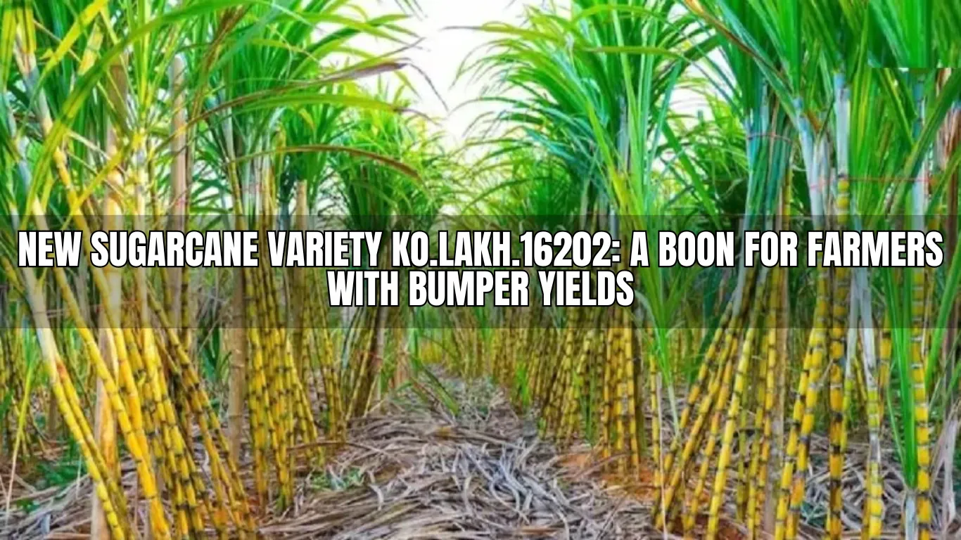 New Sugarcane Variety KO.Lakh.16202: A Boon for Farmers with Bumper Yields