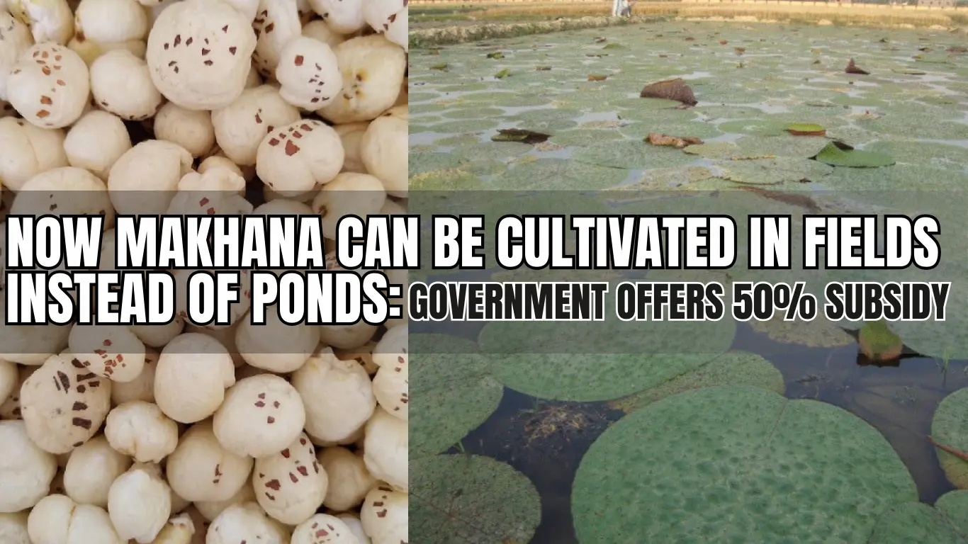 Now Makhana Can Be Cultivated in Fields Instead of Ponds: Government Offers 50% Subsidy