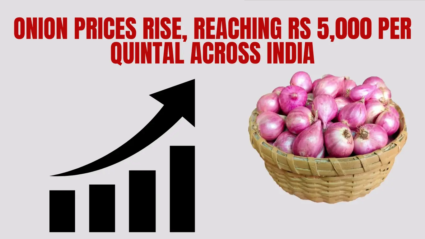 Onion Prices Rise, Reaching Rs 5,000 per Quintal Across India