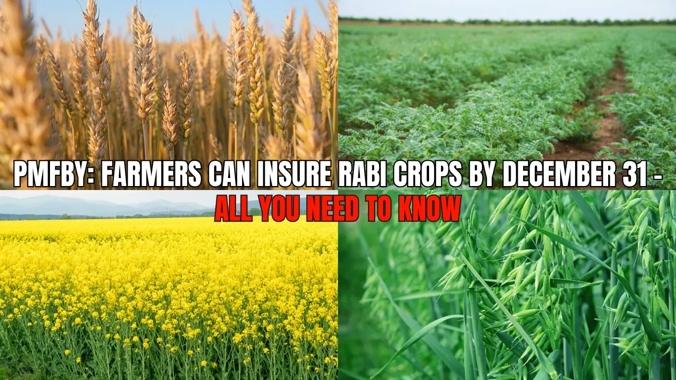 PMFBY: Farmers Can Insure Rabi Crops by December 31 – All You Need to Know