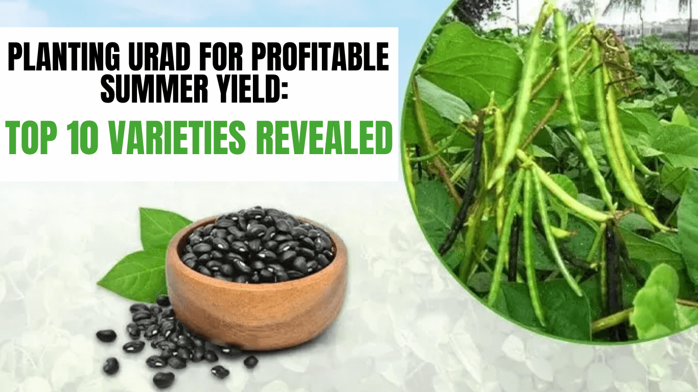 Planting Urad for Profitable Summer Yield: Top 10 Varieties Revealed