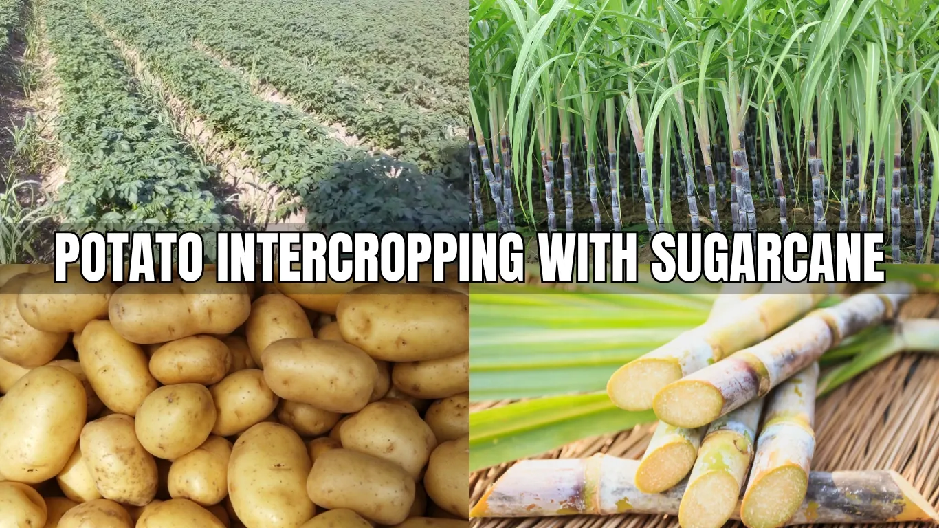 Potato Intercropping with Sugarcane