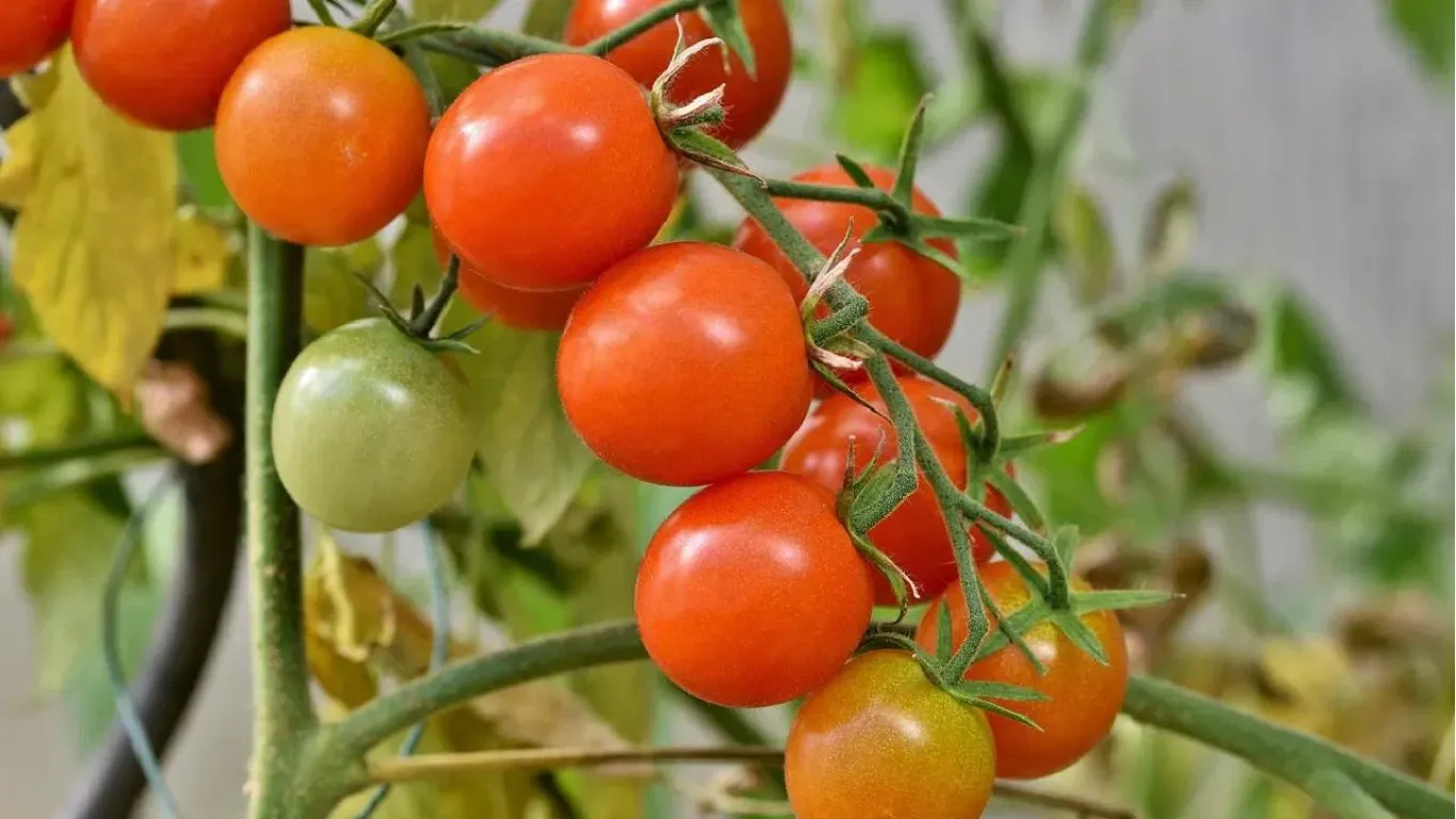 Pusa Tomato Hybrid 6: High-Yielding & Disease-Resistant Variety for Farmers