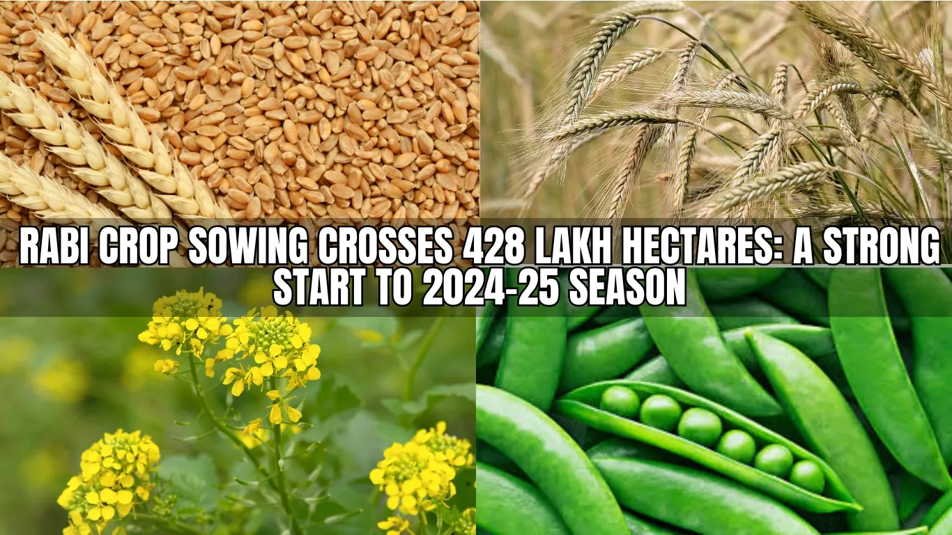 Rabi Crop Sowing Crosses 428 Lakh Hectares: A Strong Start to 2024-25 Season