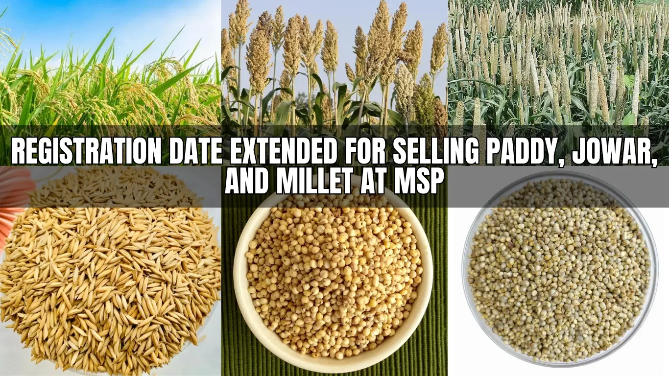 Registration Date Extended for Selling Paddy, Jowar, and Millet at MSP