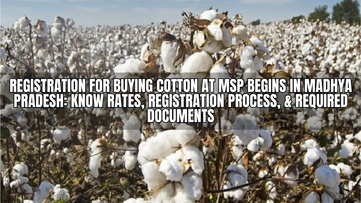 Registration for Buying Cotton at MSP Begins in Madhya Pradesh: Know Rates, Registration Process, & Required Documents