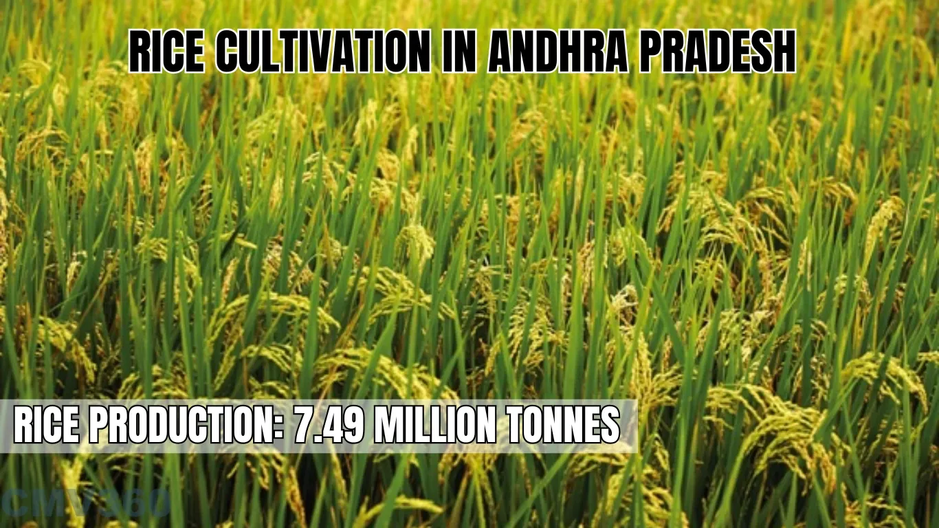 Rice Cultivation in Andra Pradesh