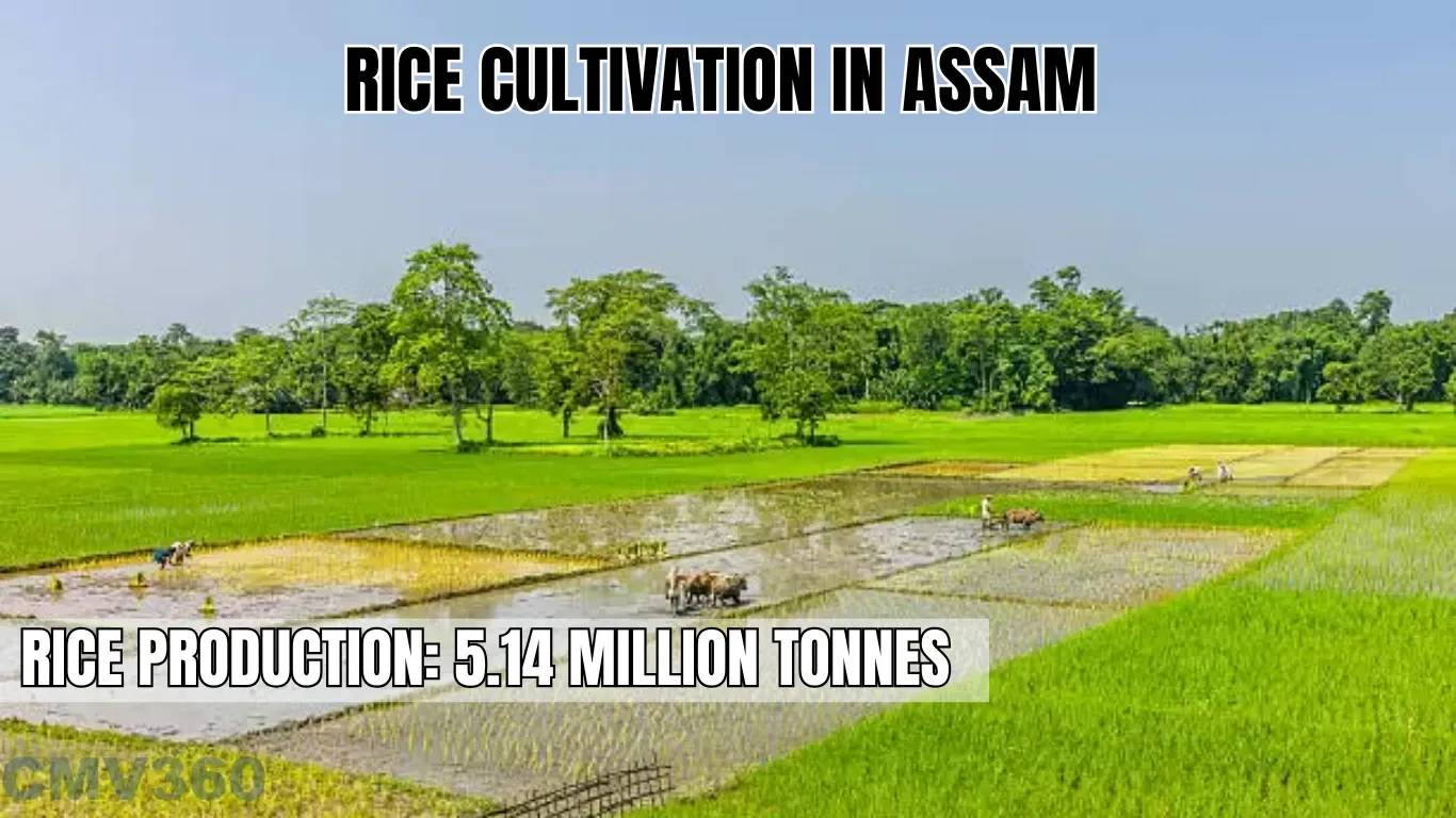 Rice Cultivation in Assam