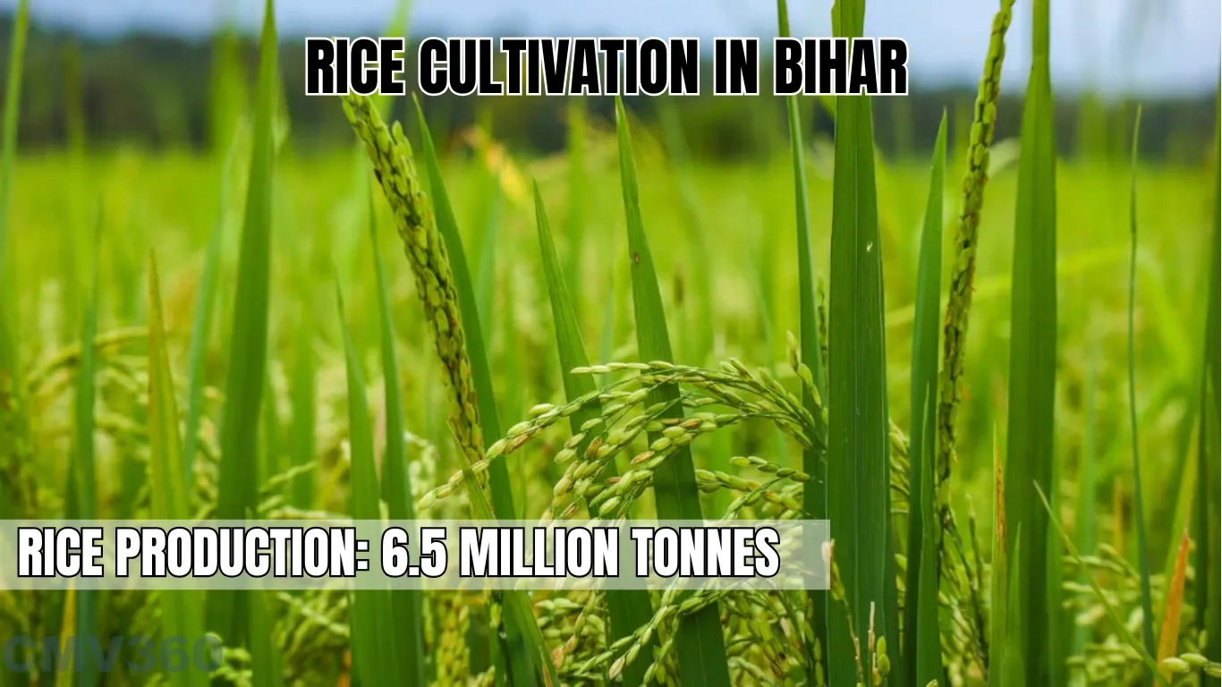 Rice CUltivation in Bihar