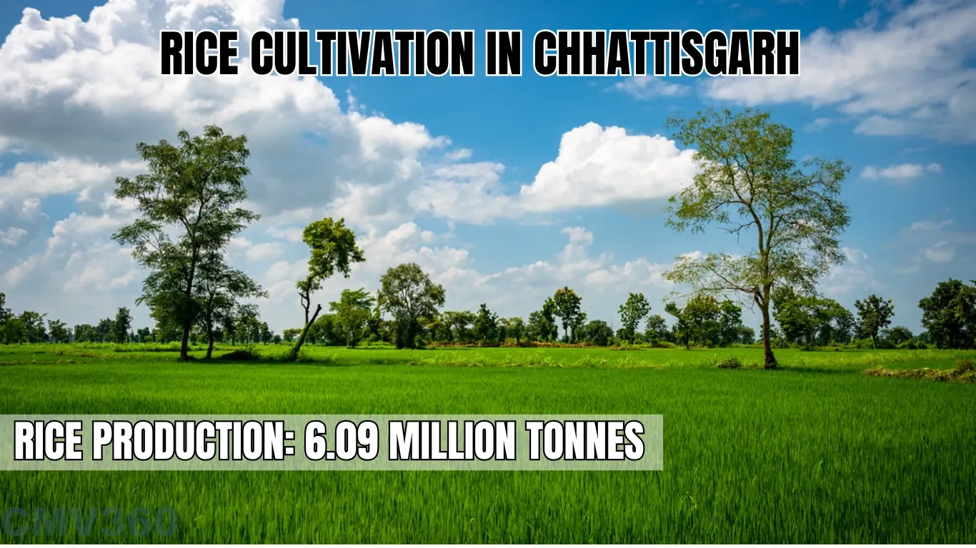 Rice Cultivation in Chattisgarh