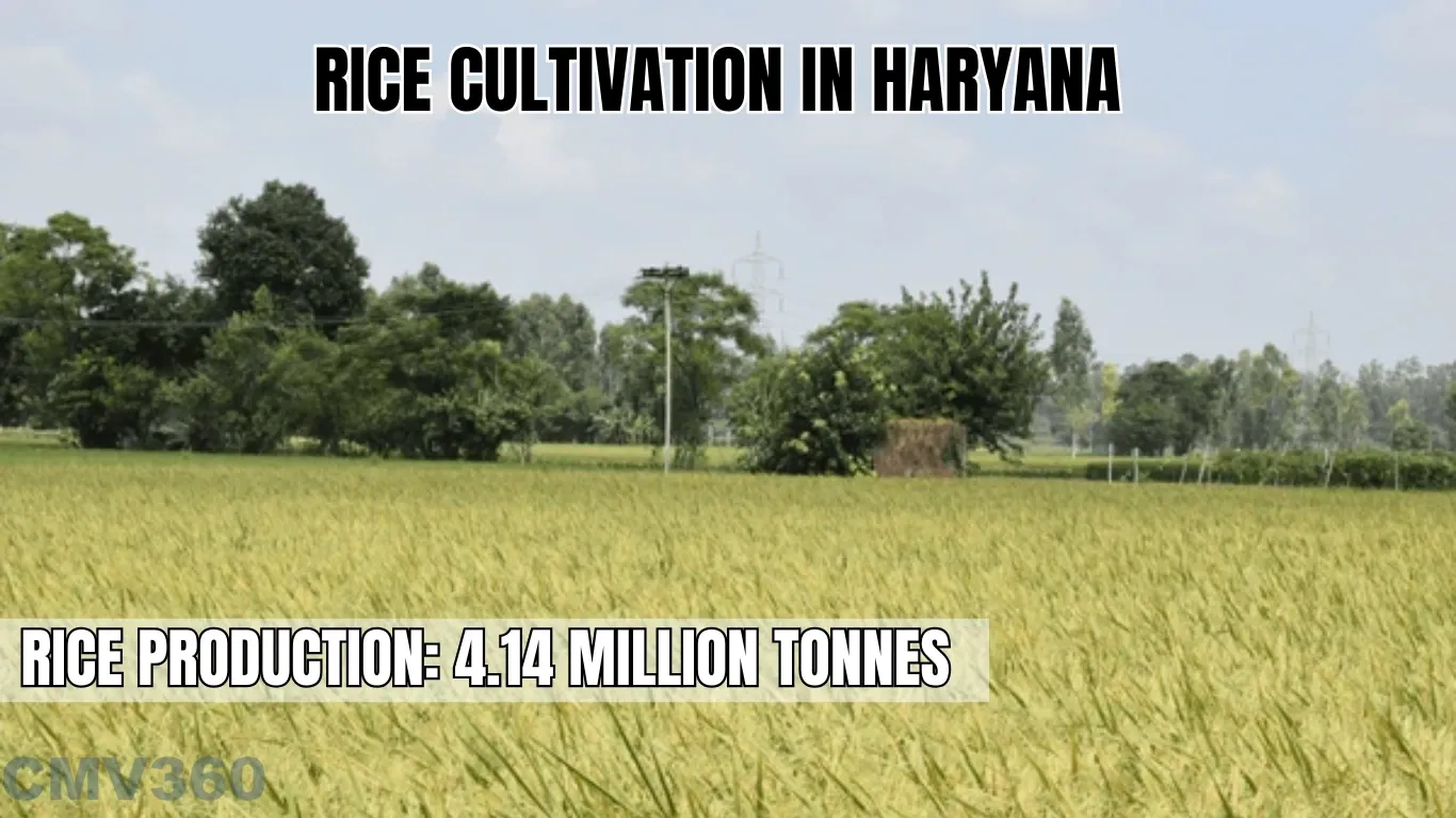 Rice Cultivation in Haryana