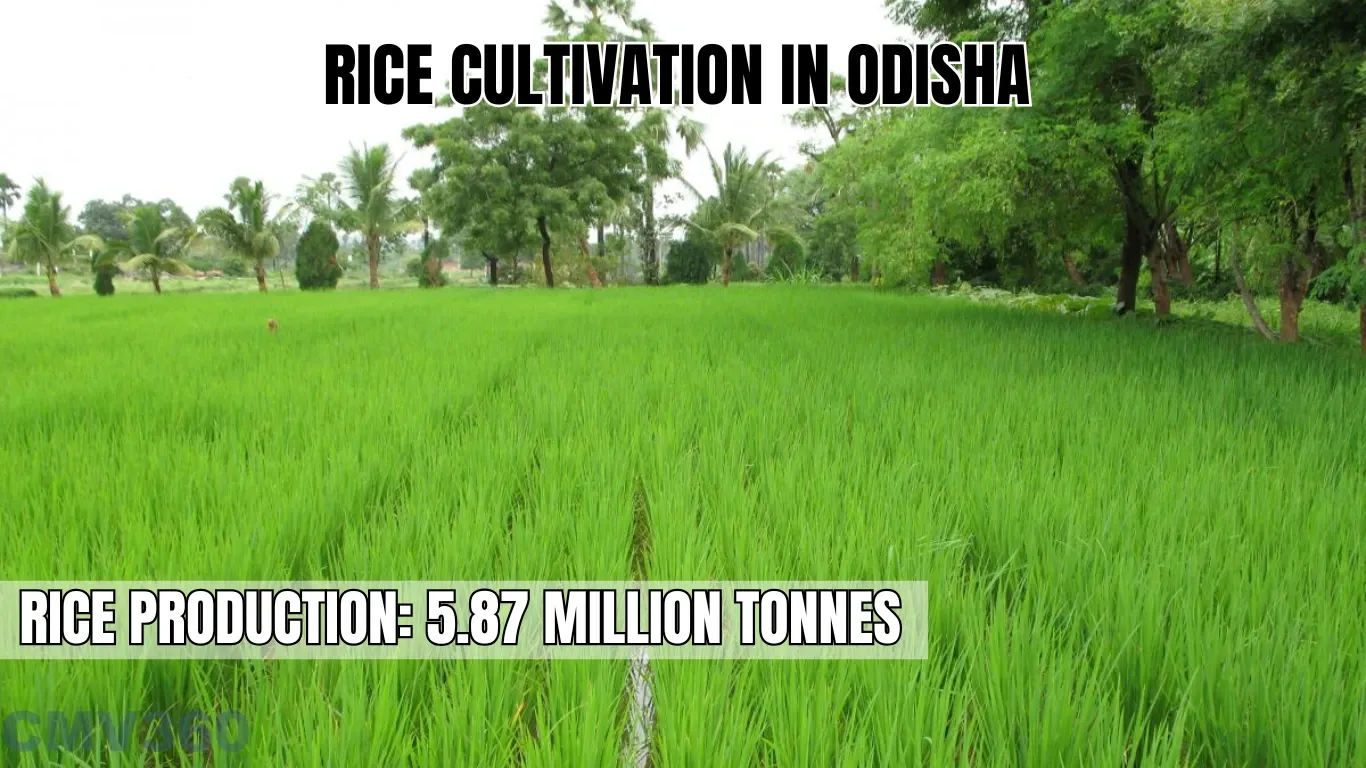 Rice Cultivation in Odisha