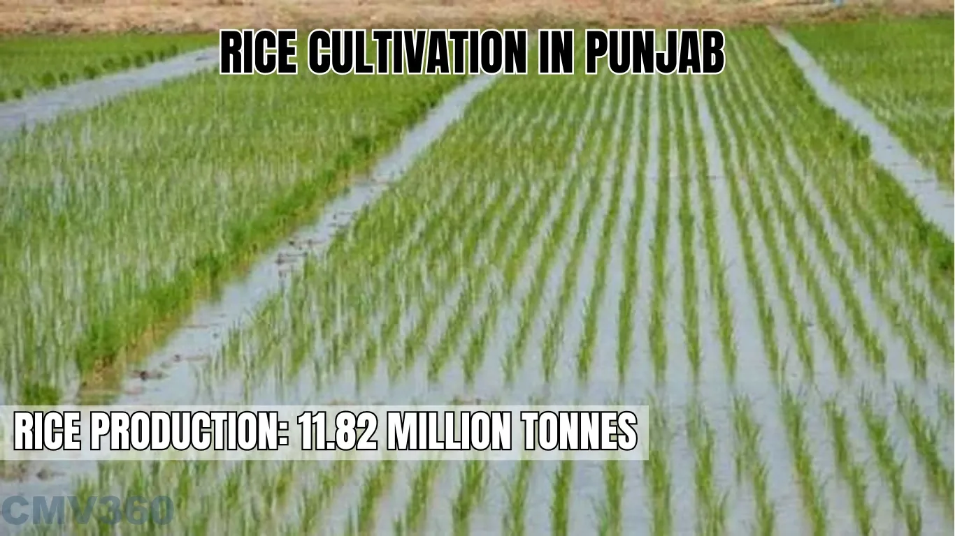 Rice Cultivation in Punjab