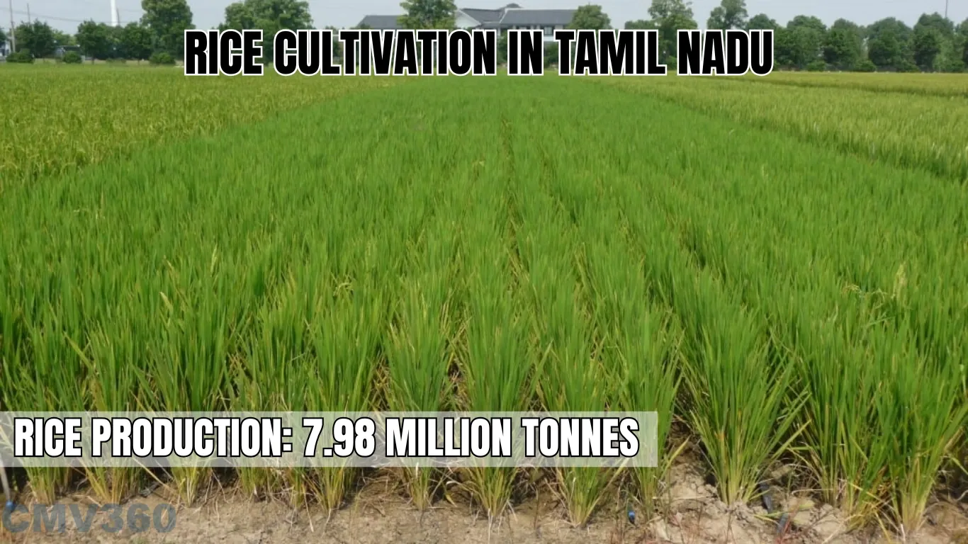 Rice Cultivation in Tamil Nadu