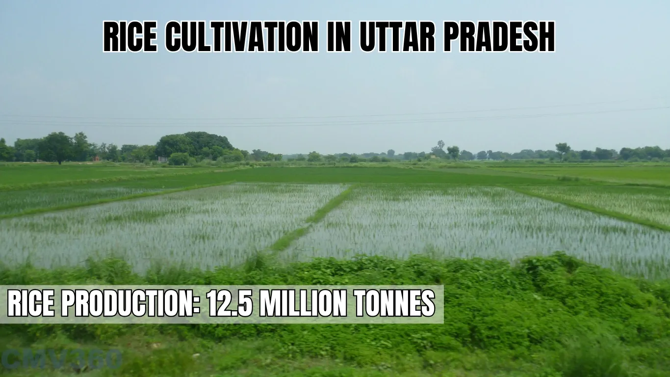 Rice Cultivation in Uttar Pradesh