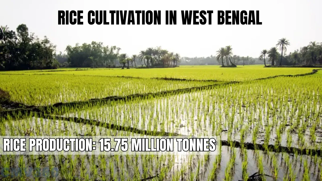 Rice Cultivation in West Bengal