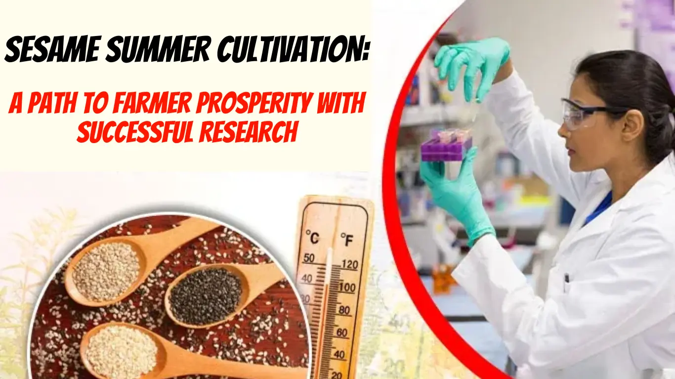 Sesame Summer Cultivation: A Path to Farmer Prosperity with Successful Research