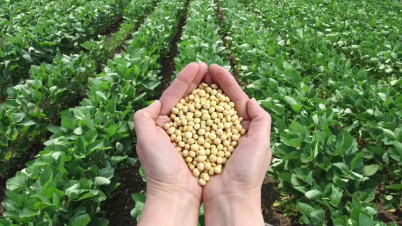 Soybean MSP Purchase Dates Announced: Registration, Rate & Process