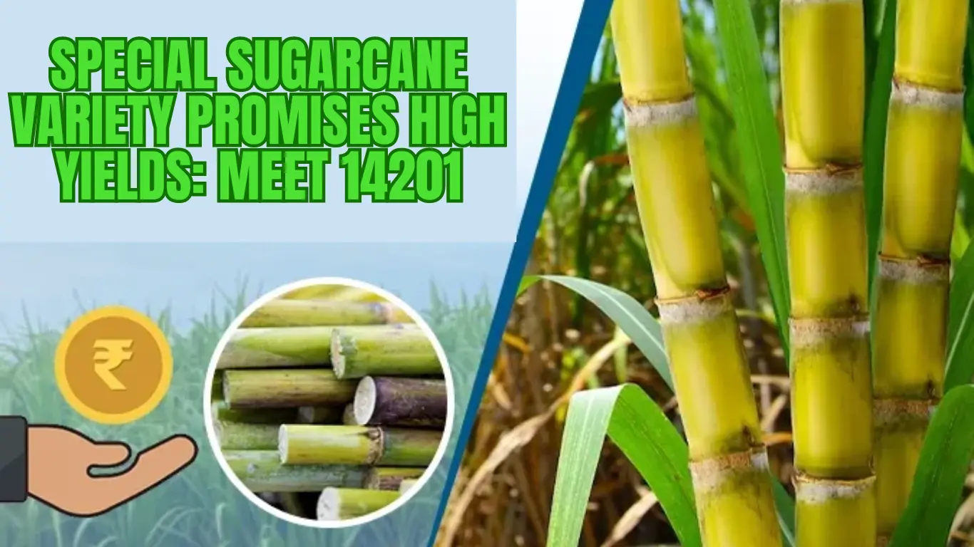 Special Sugarcane Variety Promises High Yields: Meet 14201