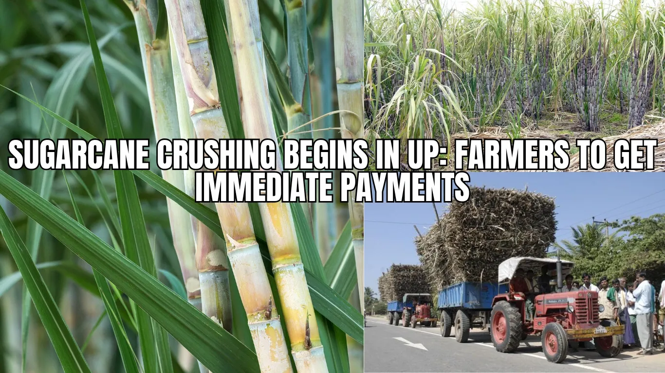 Sugarcane Crushing Begins in UP: Farmers to Get Immediate Payments