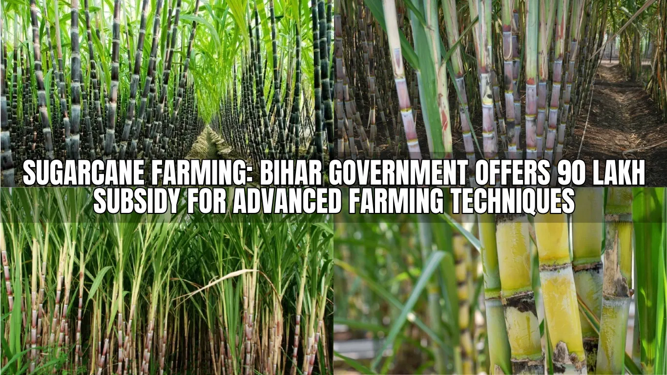 Sugarcane Farming: Bihar Government Offers 90 Lakh Subsidy for Advanced Farming Techniques