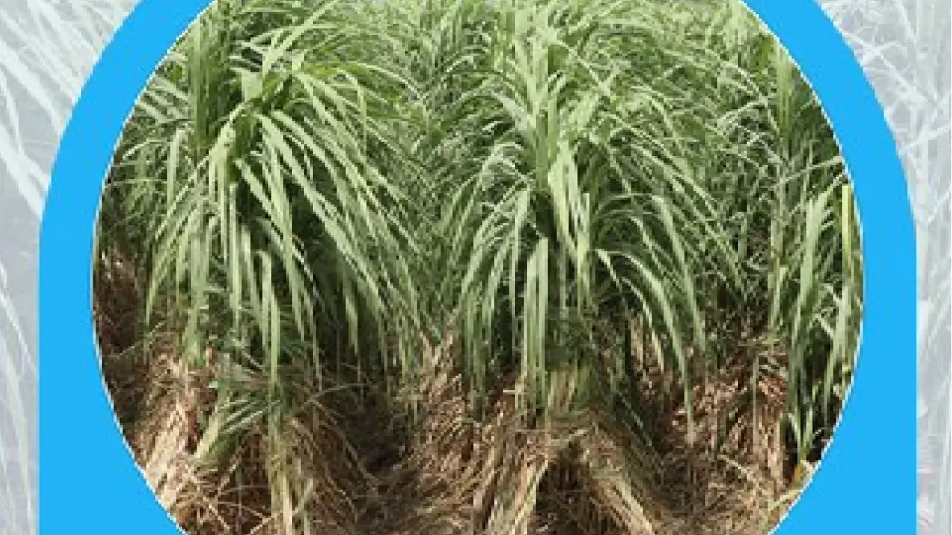 Sugarcane Karan 17: High-Yielding, Disease-Resistant Variety