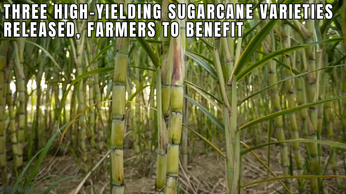 Three High-Yielding Sugarcane Varieties Released, Farmers to Benefit