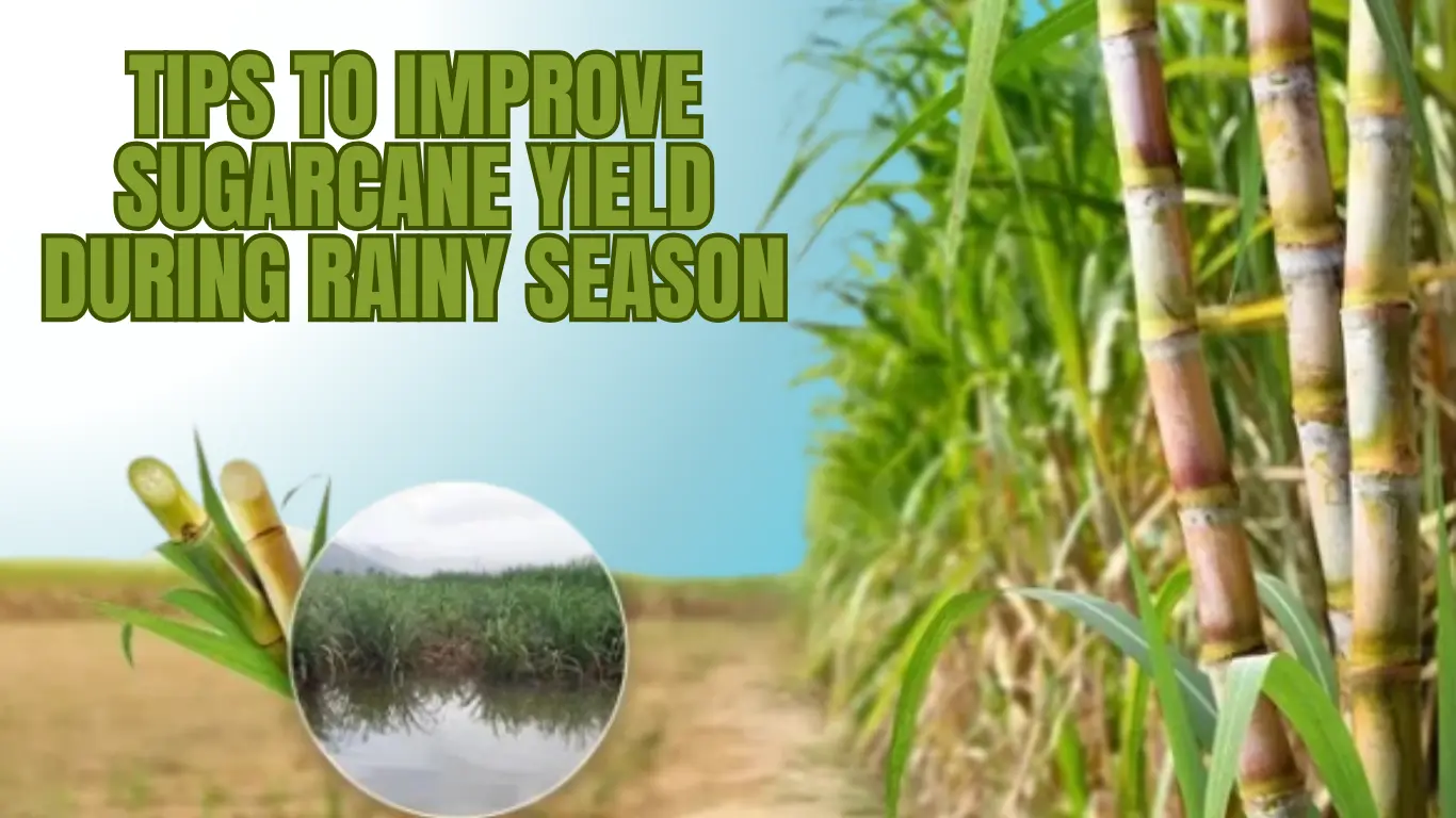 Tips to Improve Sugarcane Yield During Rainy Season