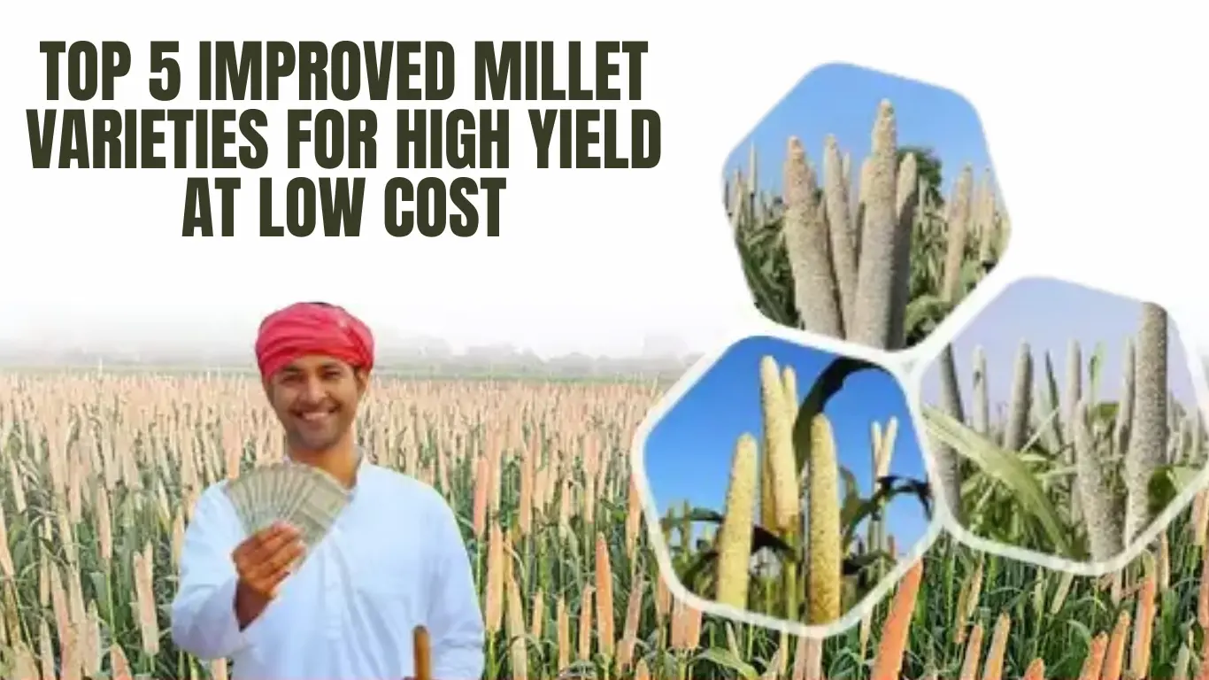 Top 5 Improved Millet Varieties for High Yield at Low Cost