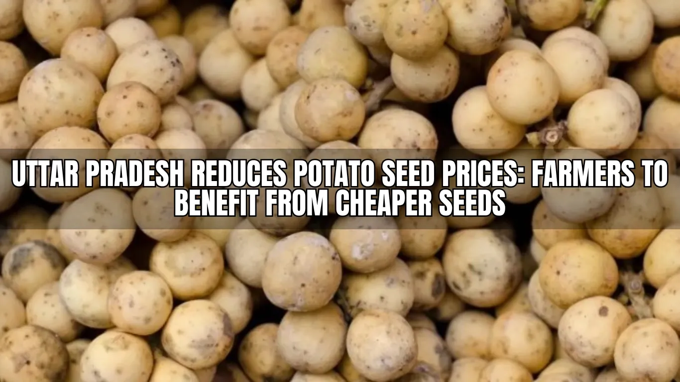 Uttar Pradesh Reduces Potato Seed Prices: Farmers to Benefit from Cheaper Seeds