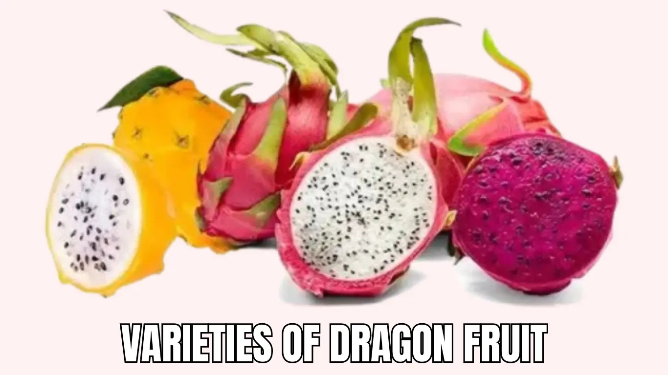 Varieties of Dragon Fruit