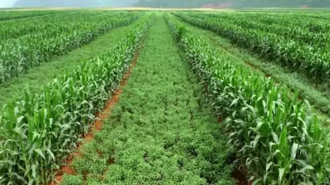 What is Intercropping?