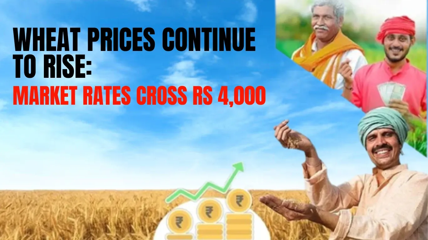 Wheat Prices Continue to Rise: Market Rates Cross Rs 4,000