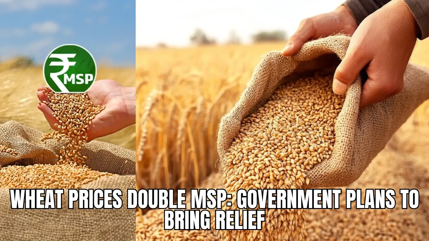 Wheat Prices Double MSP: Government Plans to Bring Relief