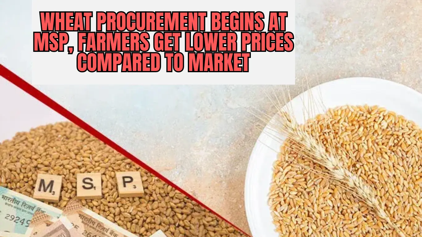 Wheat Procurement Begins at MSP, Farmers Get Lower Prices Compared to Market