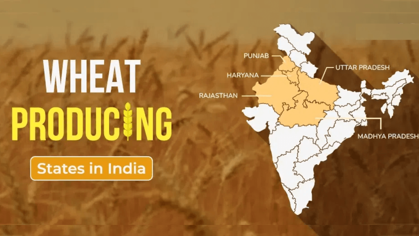 Exploring the Top 10 Wheat Producing States in India 2024
